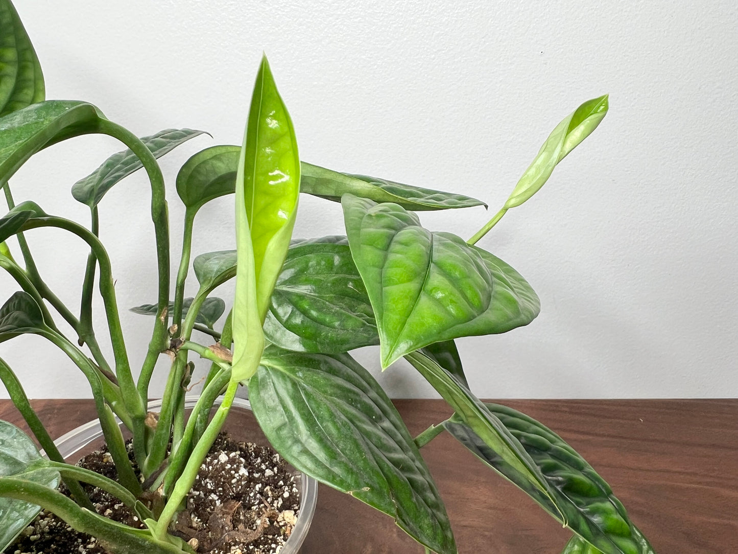 Philodendron Peru 6”