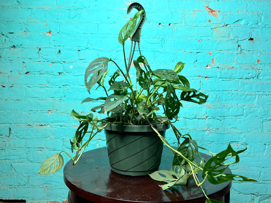 Swiss Cheese 8” basket