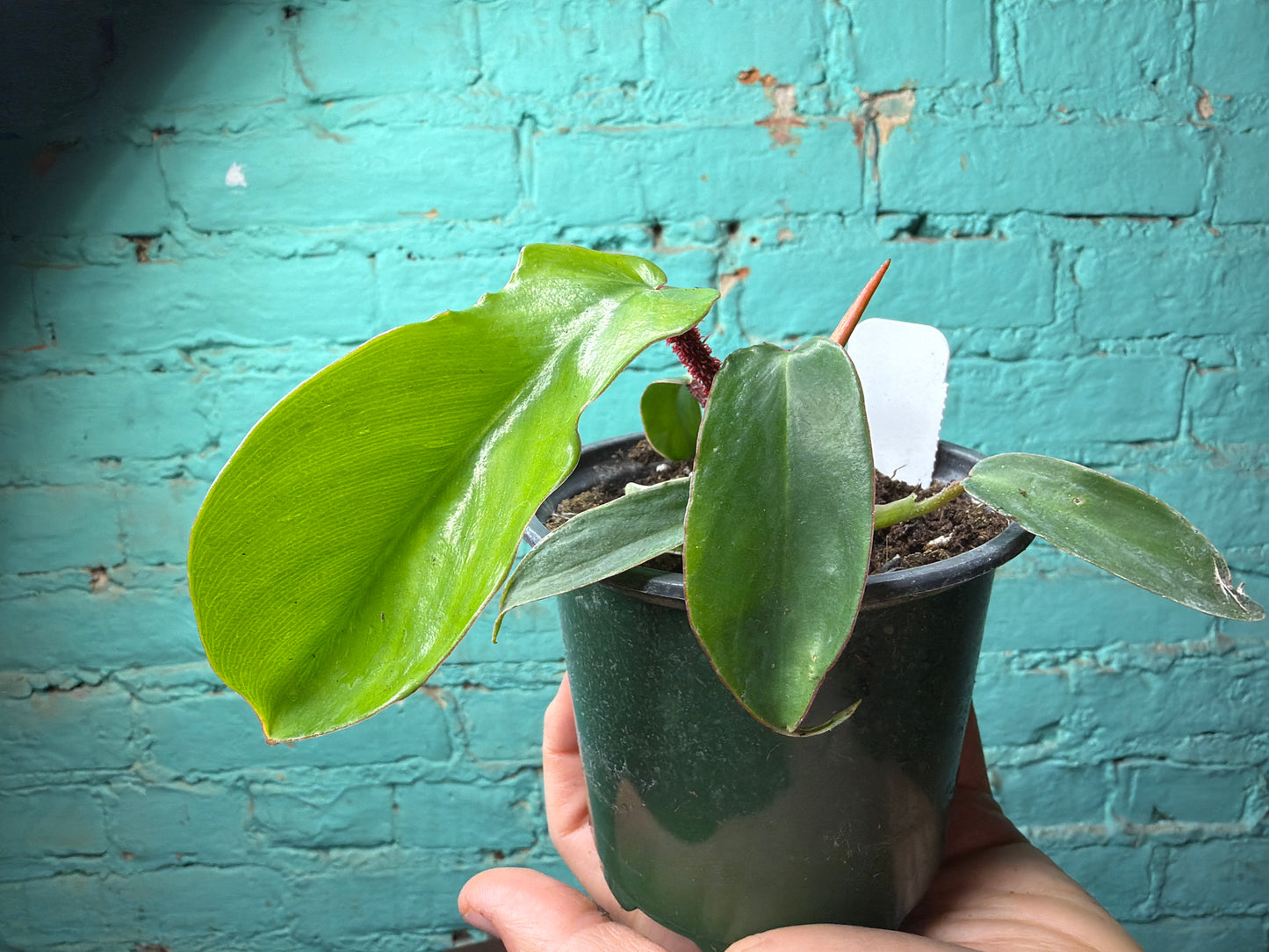 Philodendron Squamiferum (Red Bristle)