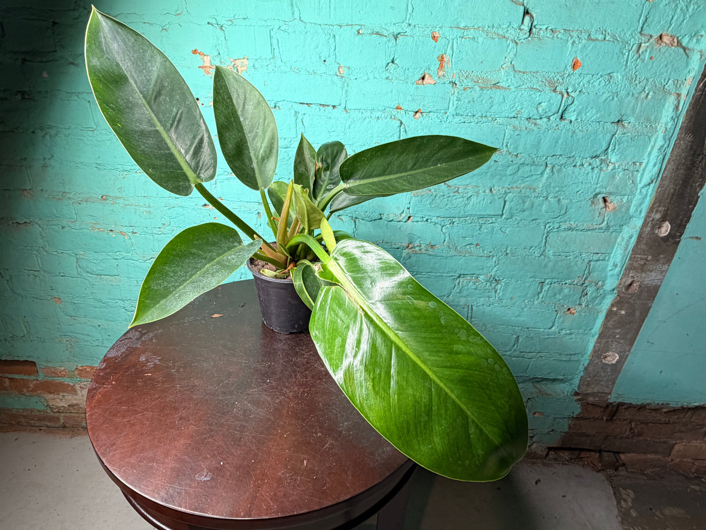 Philodendron Congo Thailand 6”