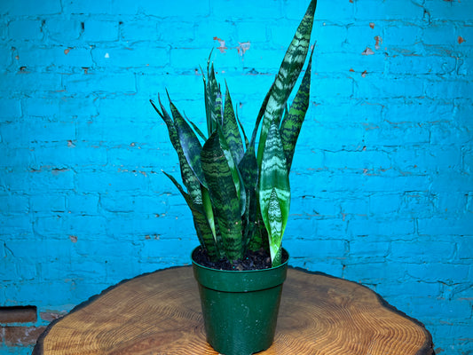 Sansevieria Black Coral “6