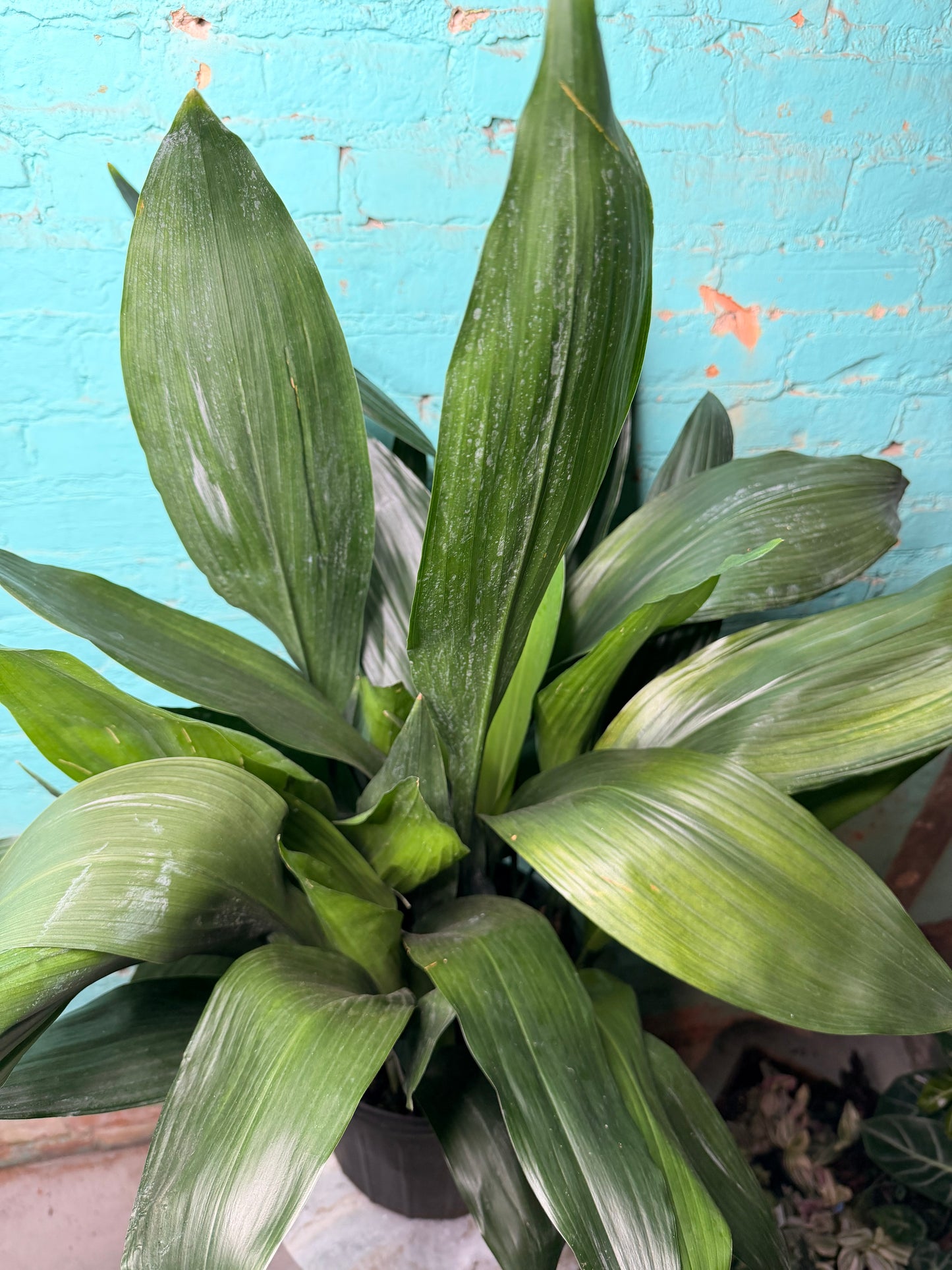 Cast Iron Plant 10”