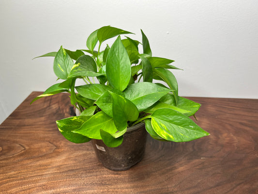 Pothos Golden 6”