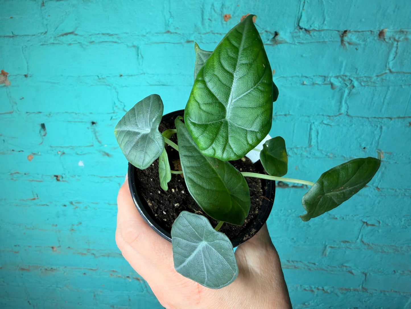 Alocasia Maharan 4” ‘Grey Dragon’