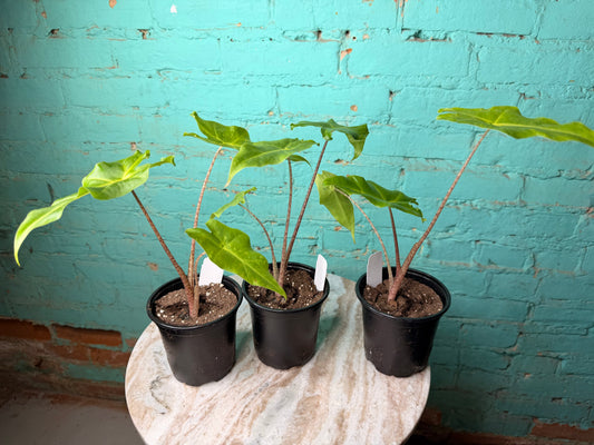 Alocasia Golden Dragon 4”