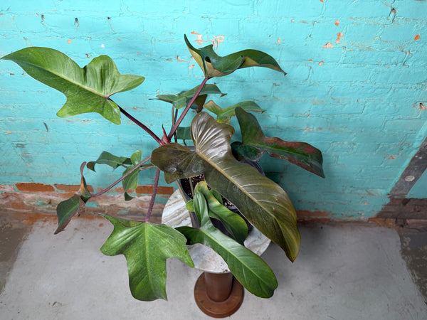 Philodendron Florida Bronze 10”