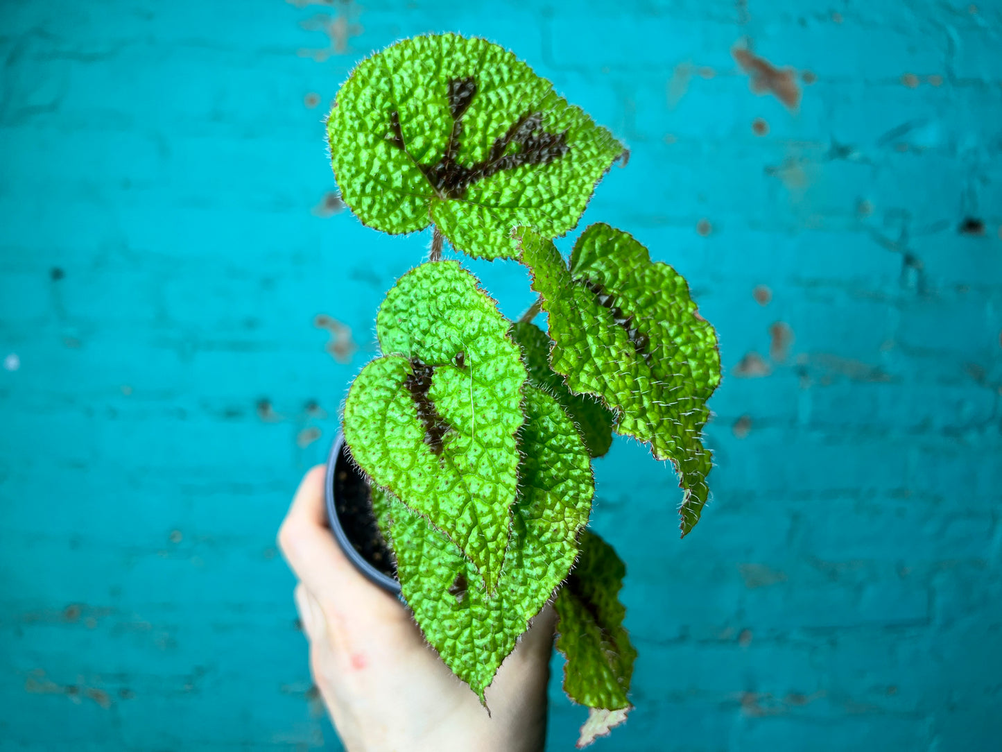 Begonia Bowerae 4