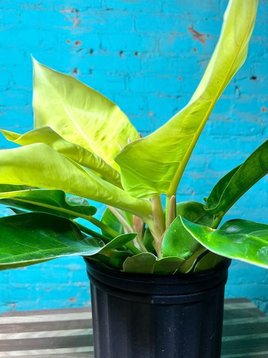 Philodendron Moonlight 10”