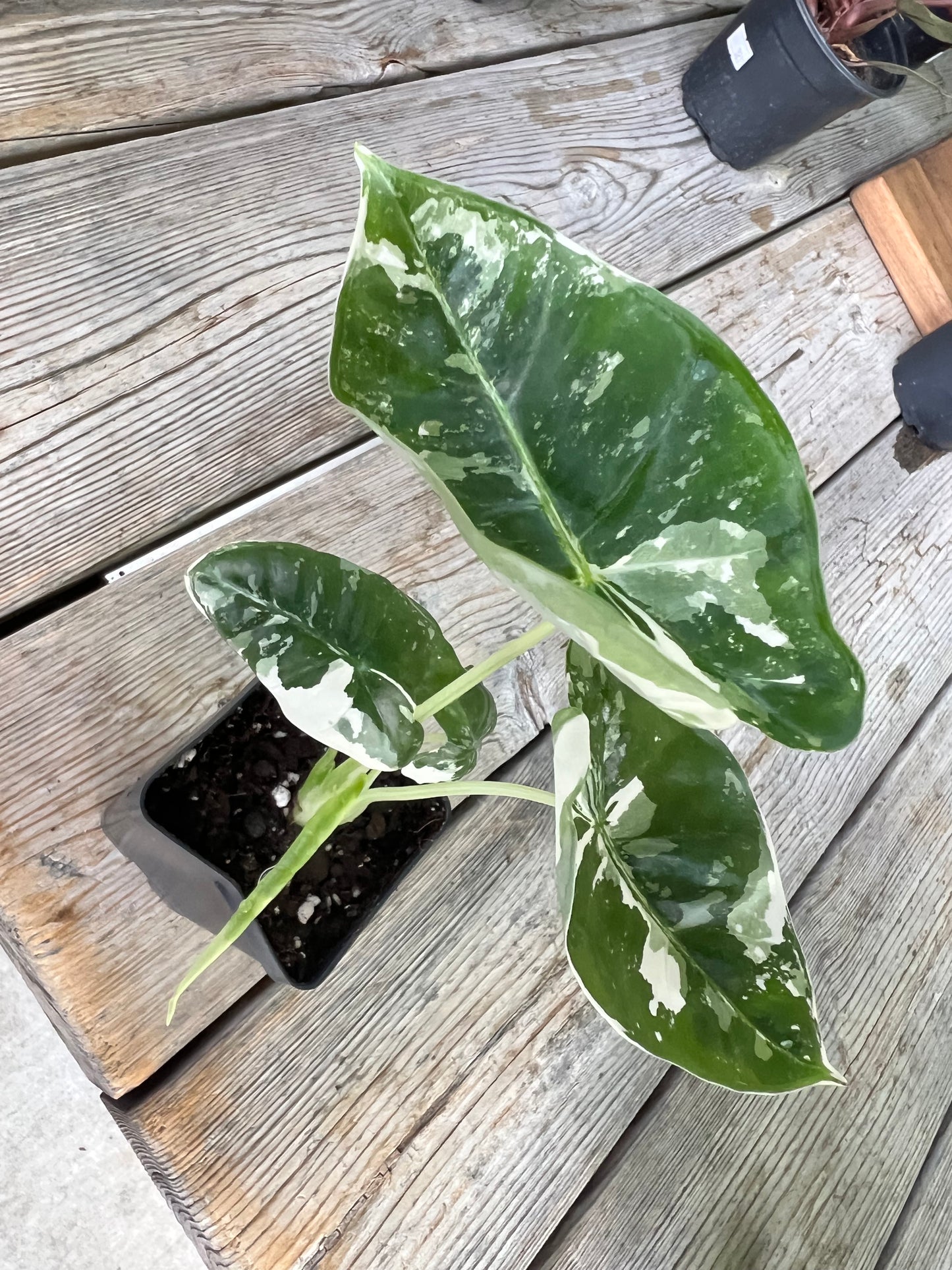 Alocasia Frydrek Variegated