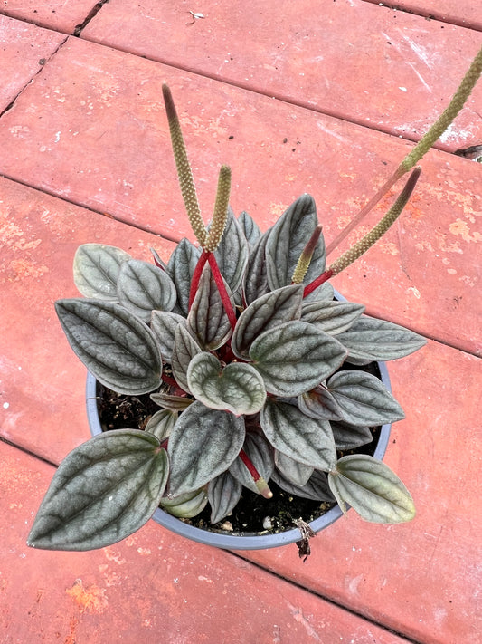 Peperomia San Marino