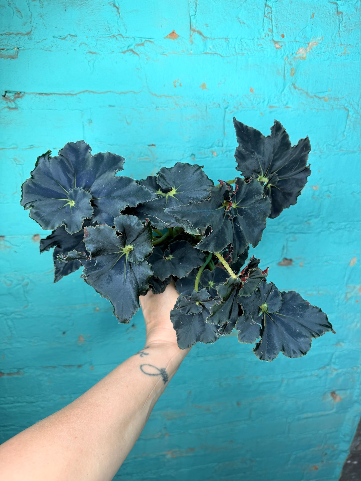 Begonia Rex “Zanzibar” 4”