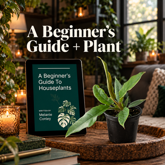 Beginner’s Guide for Houseplants & 4” Plant 🪴