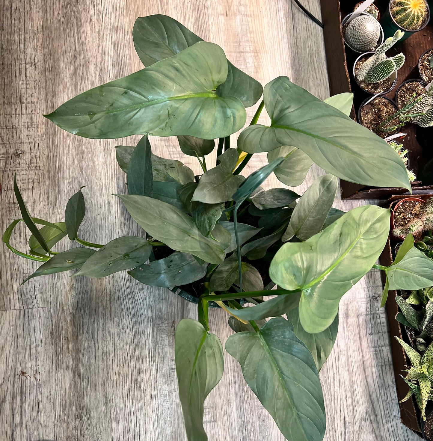 Philodendron Silver Sword basket 10”