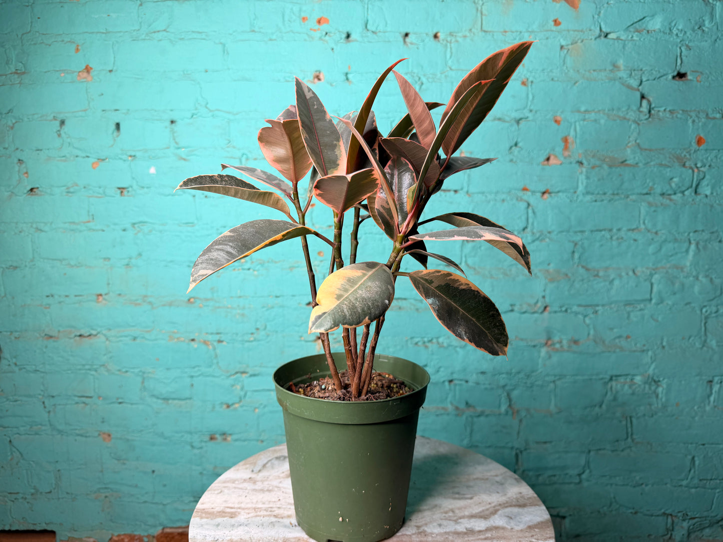 Rubber Plant-Ruby variegated pink 6”