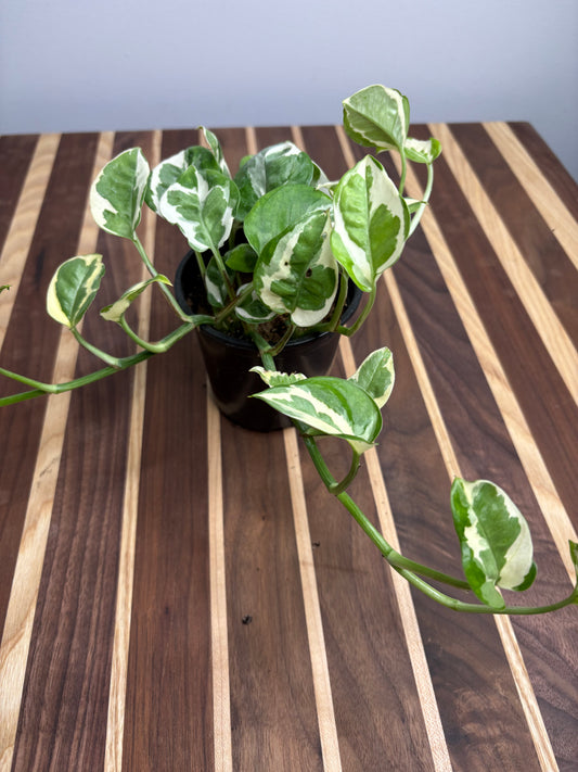 Pothos Pearls & Jade 4”