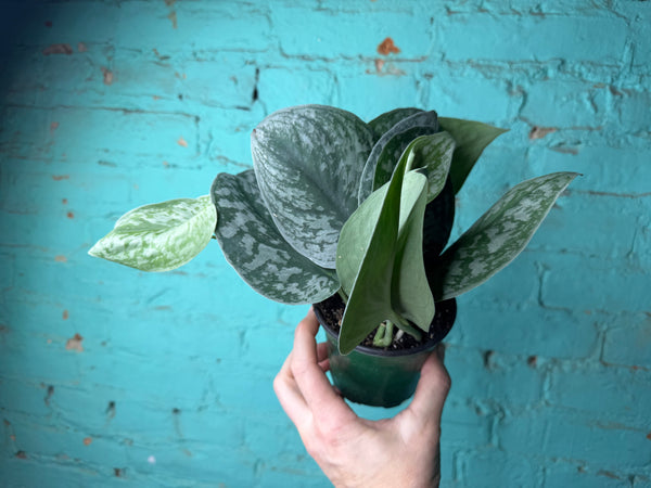 Scindapsus Pictus (Satin Pothos) 4”