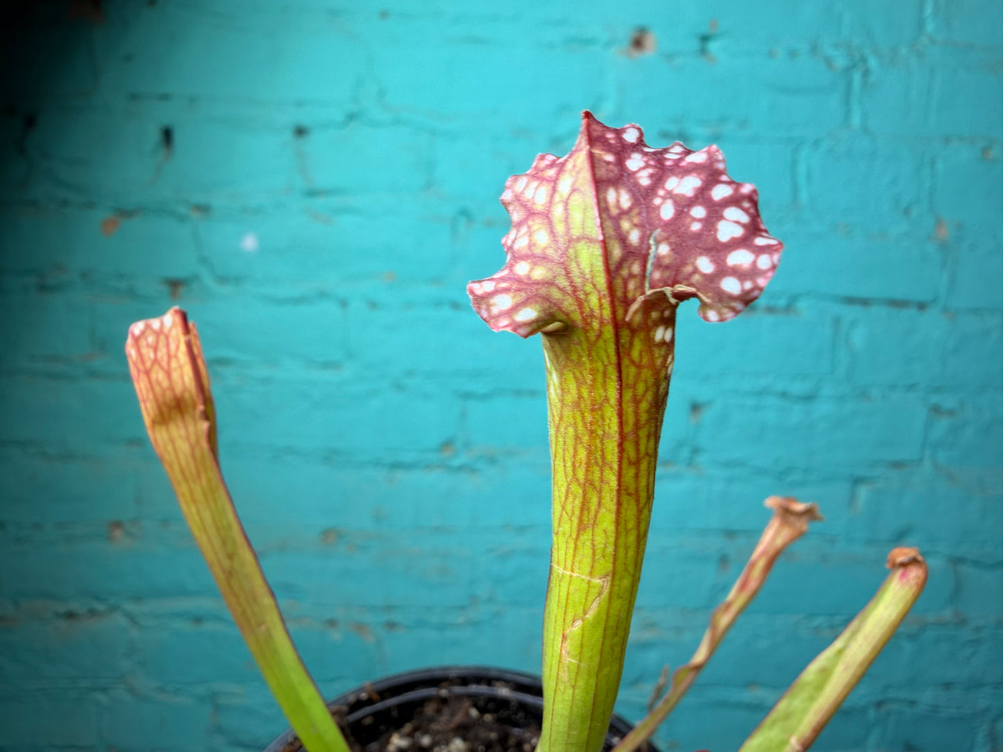 Sarracenia Velvet 4”