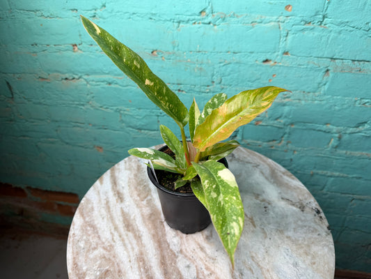 Philodendron Ring of Fire