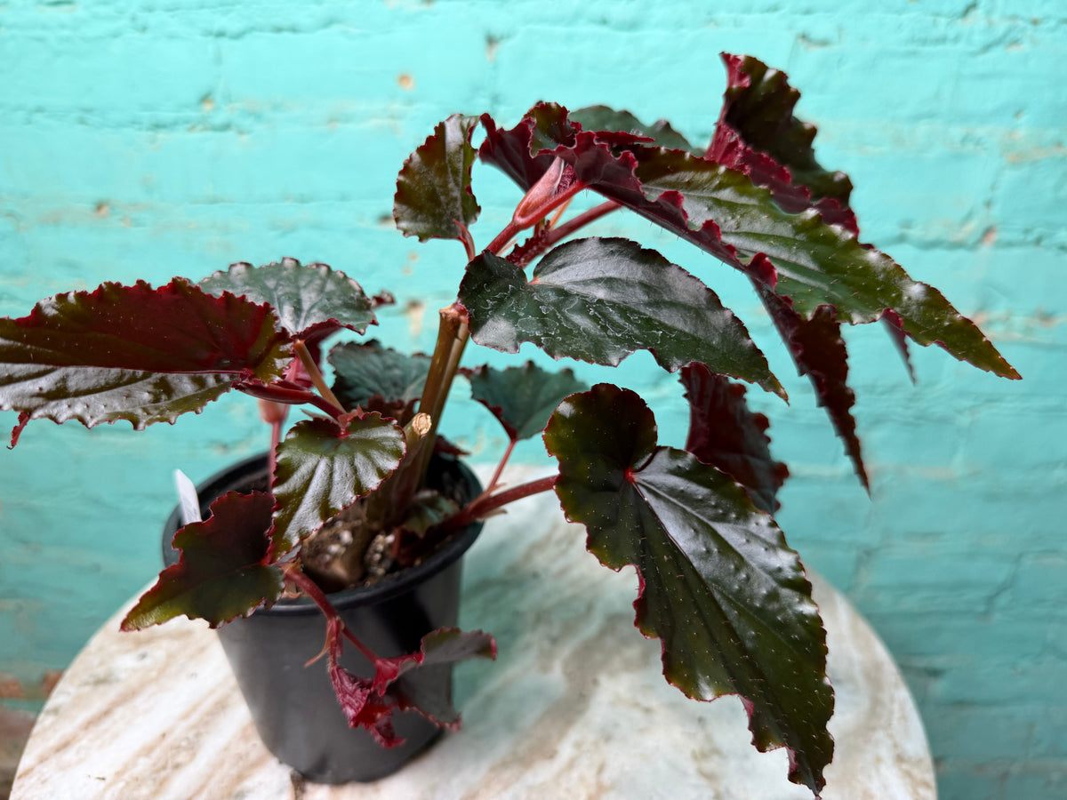 Begonia ‘Black Magic’ 4”