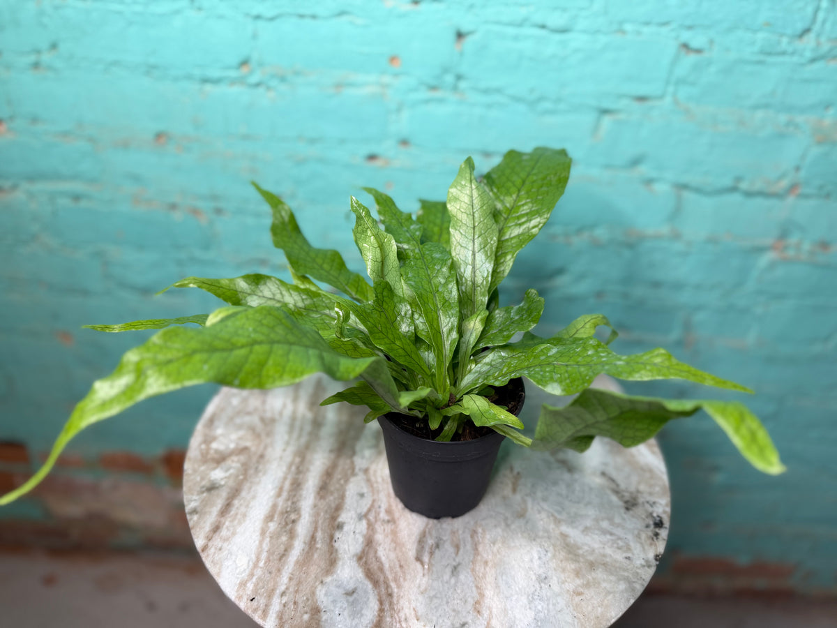 Crocodile Fern 4”