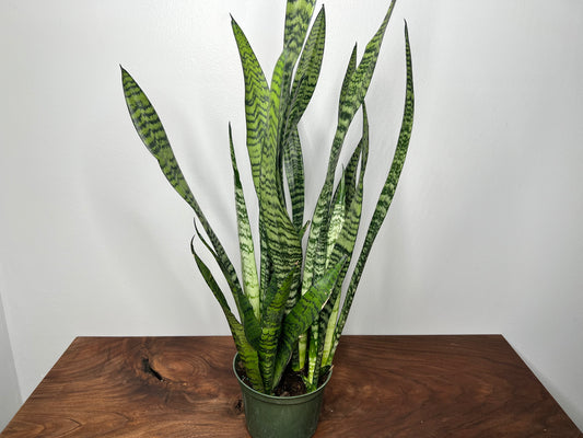 Snake Plant 6”