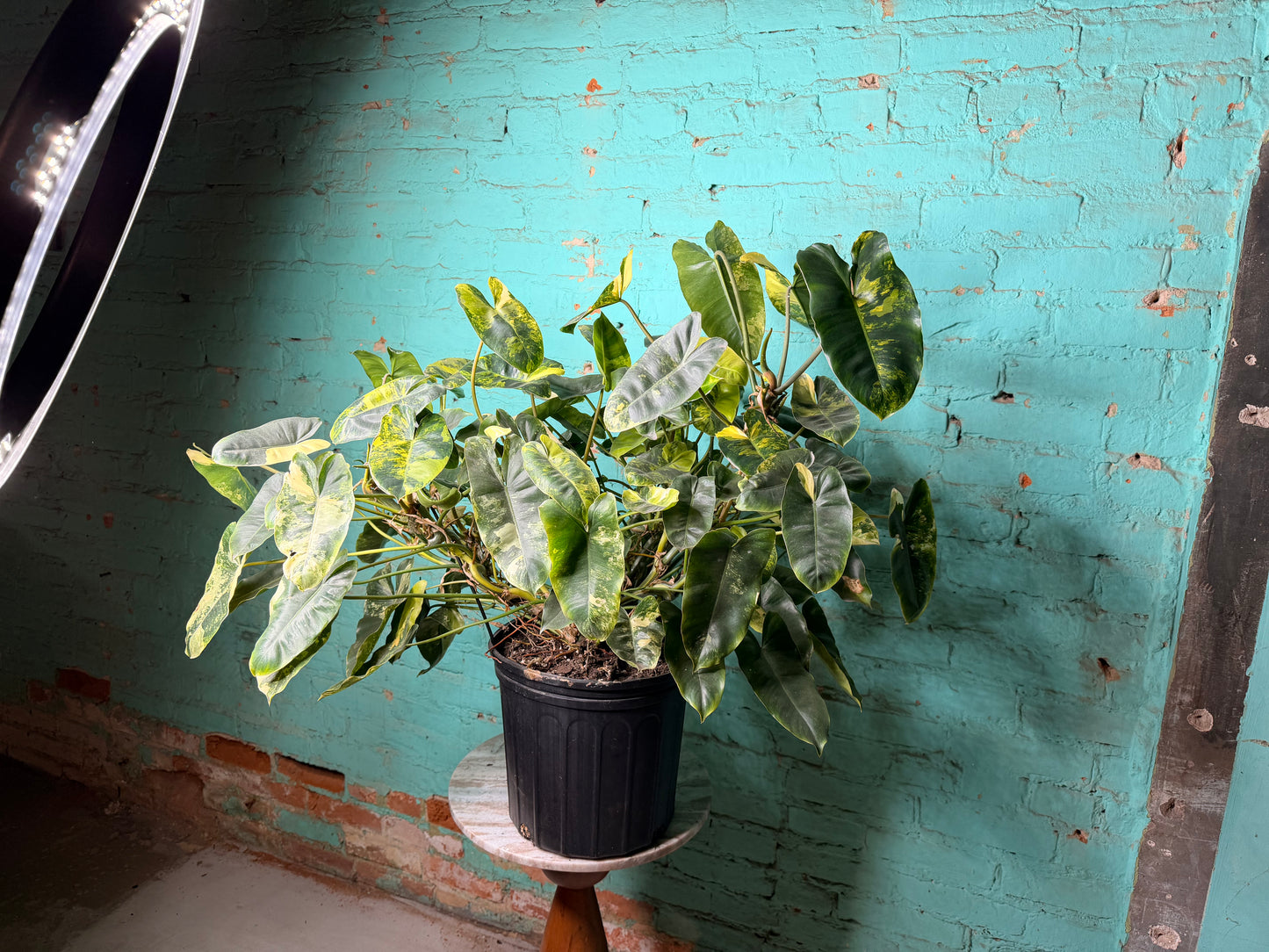 Philodendron Burle Marx Variegated 10”