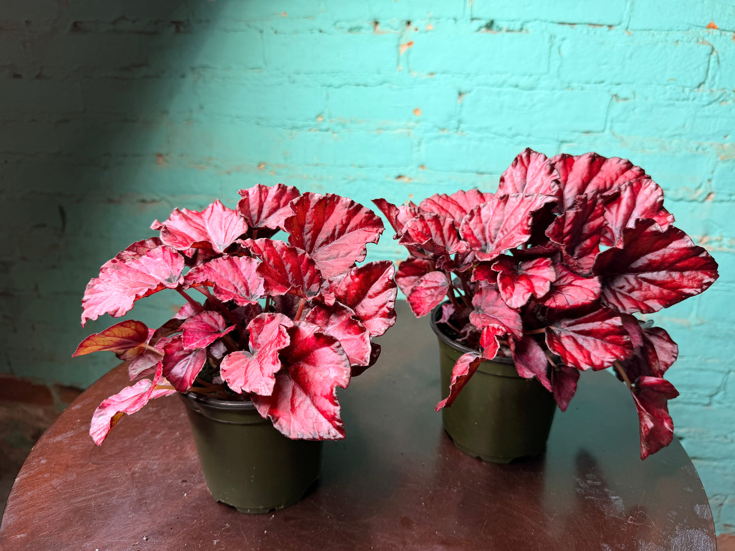 Begonia “Red Kisses”