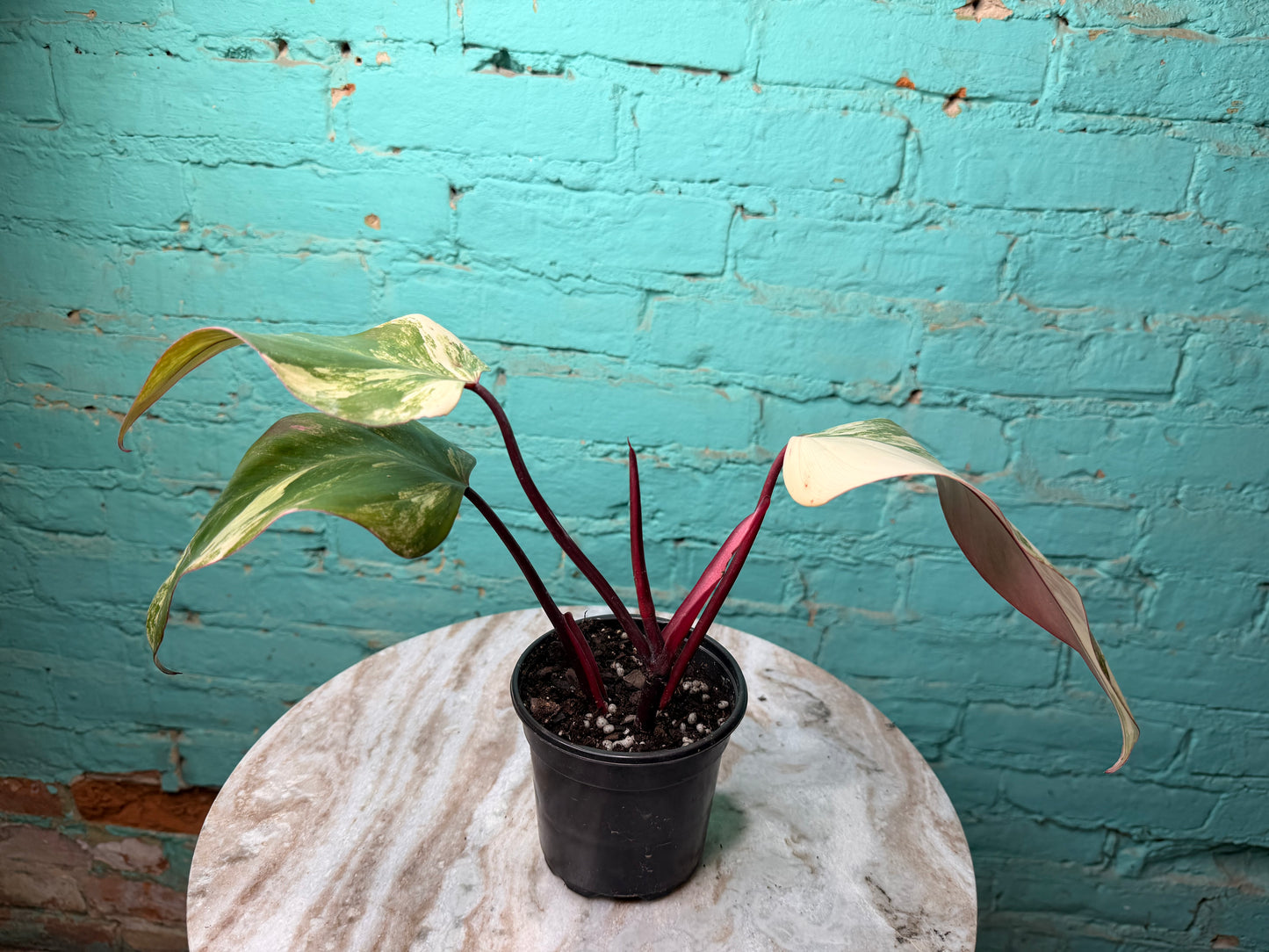 Philodendron-Strawberry Milkshake 4”