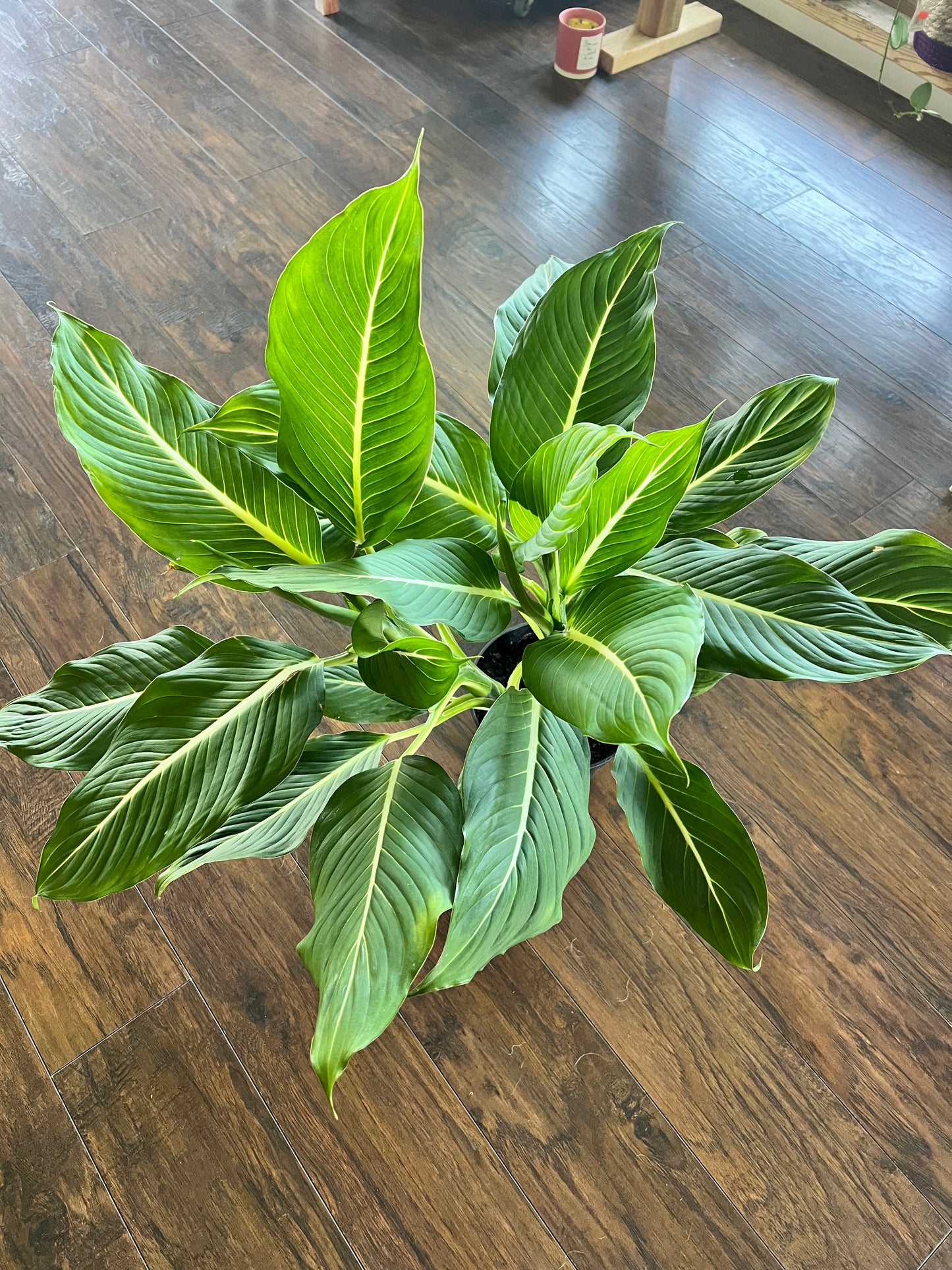 Dieffenbachia Green magic 8”