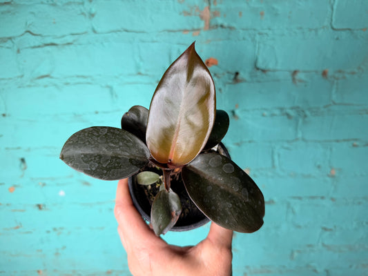 Philodendron Black Cardinal 4”