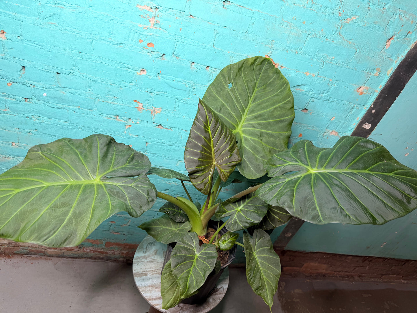Alocasia Regal Shield 10”