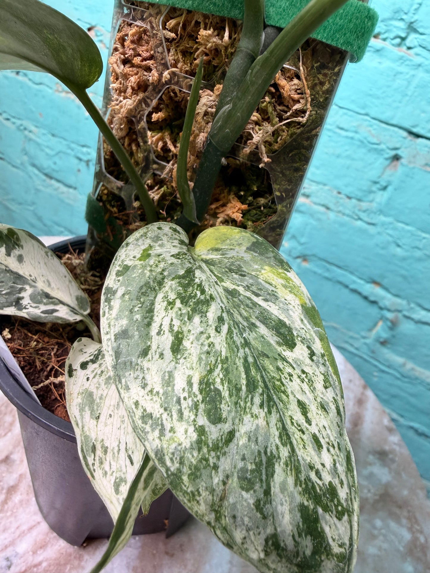 Scindapsus 'Jade Satin' aurea variegated -Moss Pole