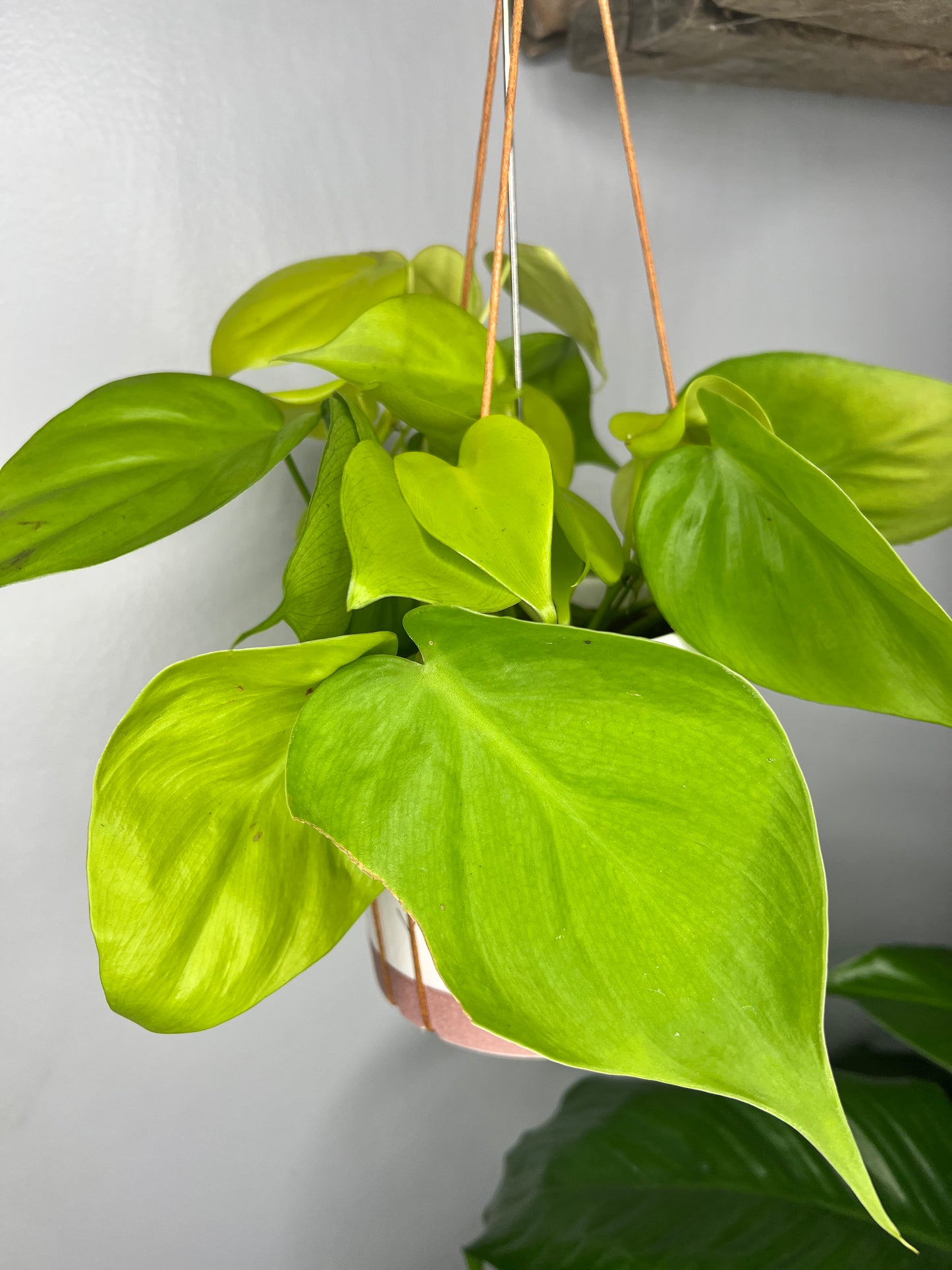 Neon heart philodendron 6” hanging ceramic pot