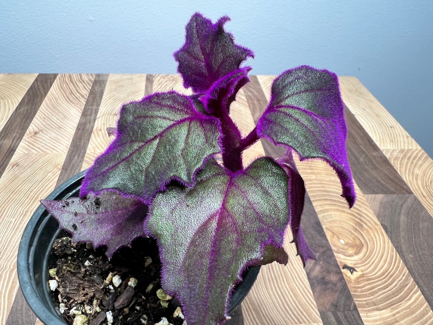Purple passion plant 4”