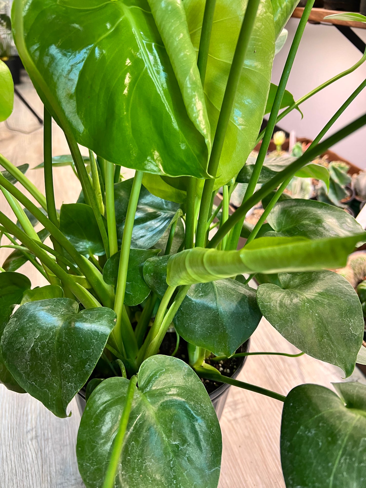 Monstera Deliciosa 8”