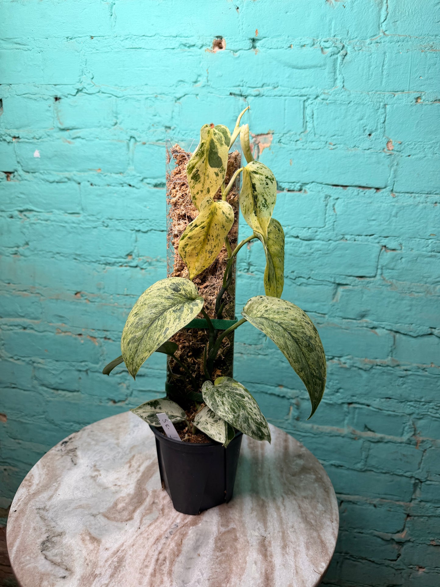Scindapsus 'Jade Satin' aurea variegated -Moss Pole