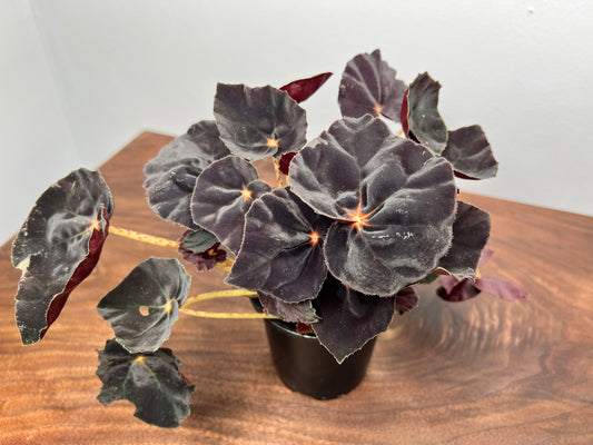 Begonia Dark Mambo