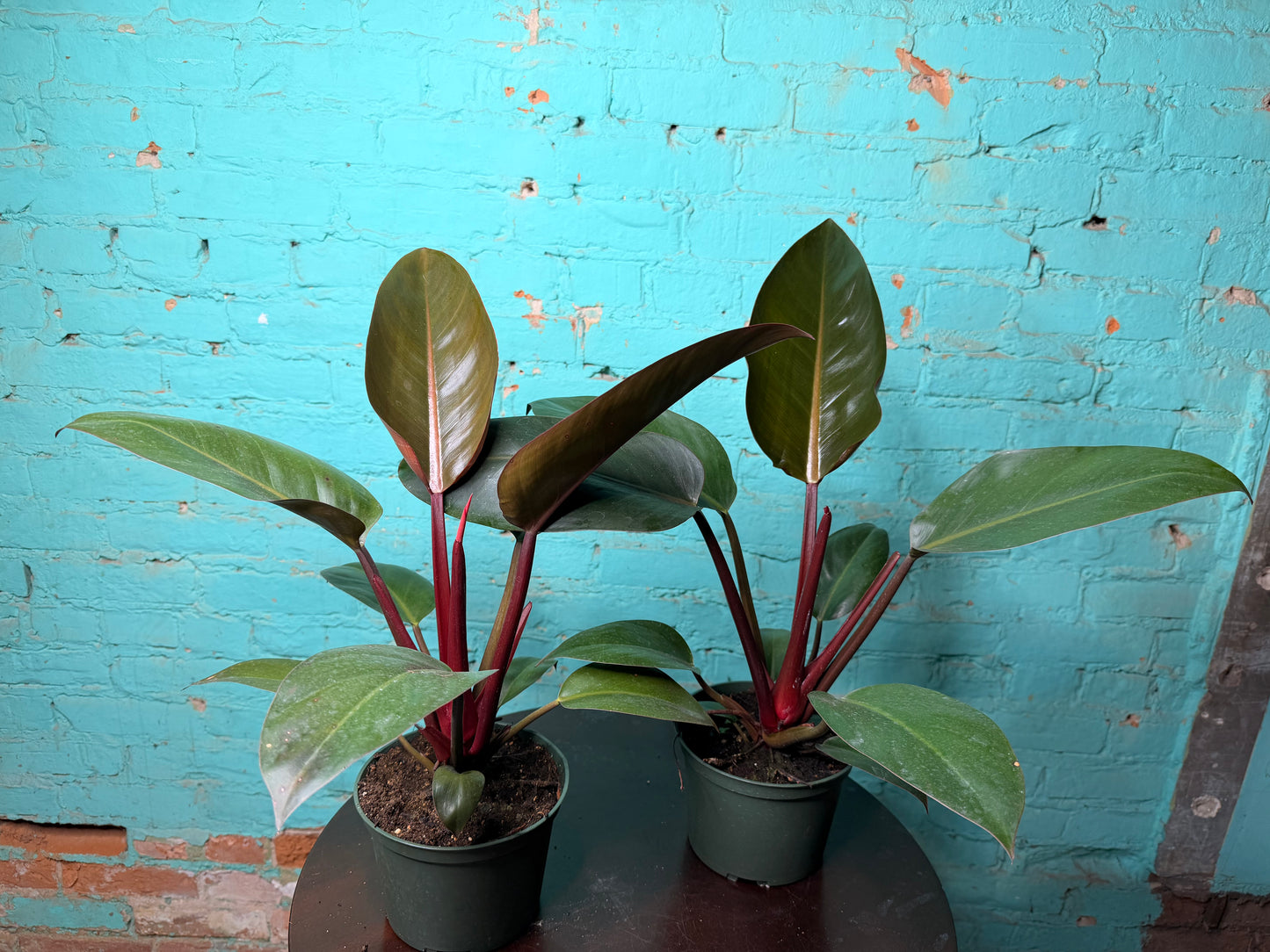 Philodendron Red Congo 6”