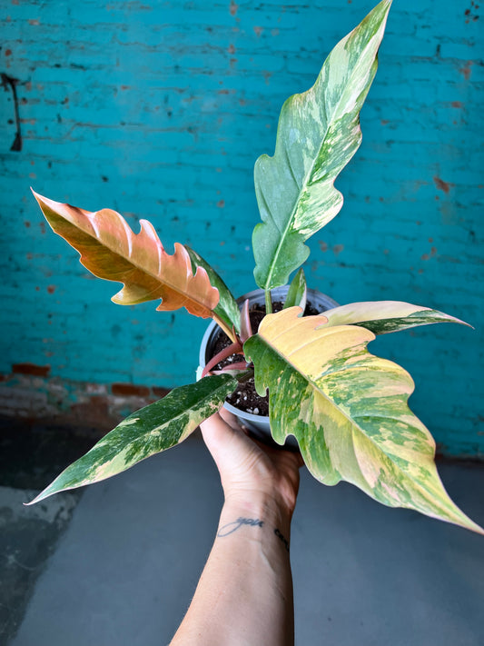 Philodendron Carmel Marble 6”