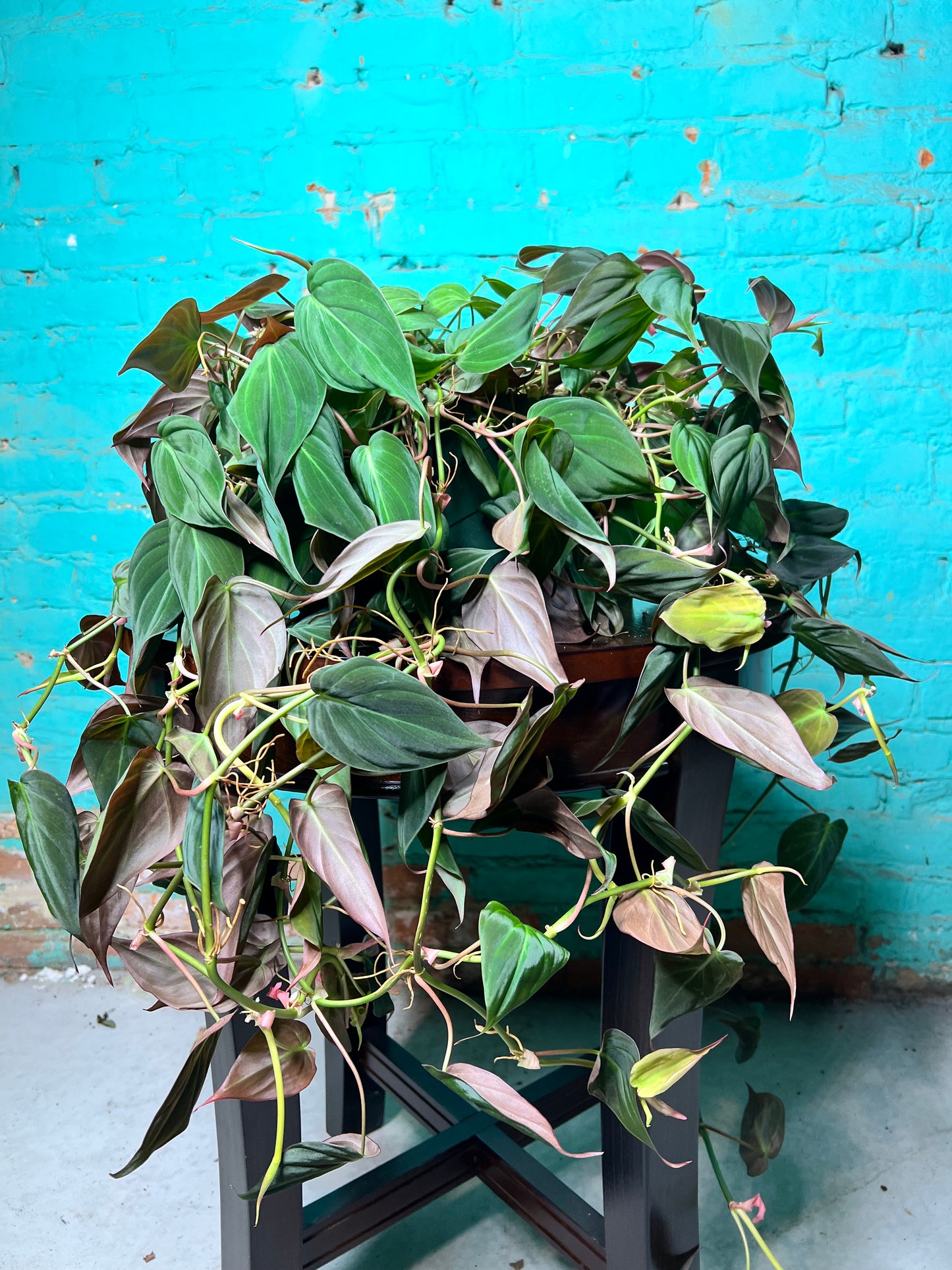 Philodendron Mican 8” basket