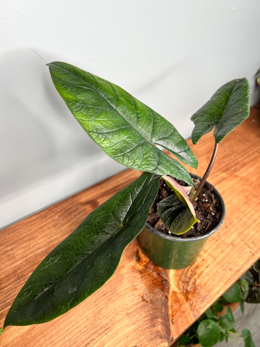 Alocasia scalprum 4”