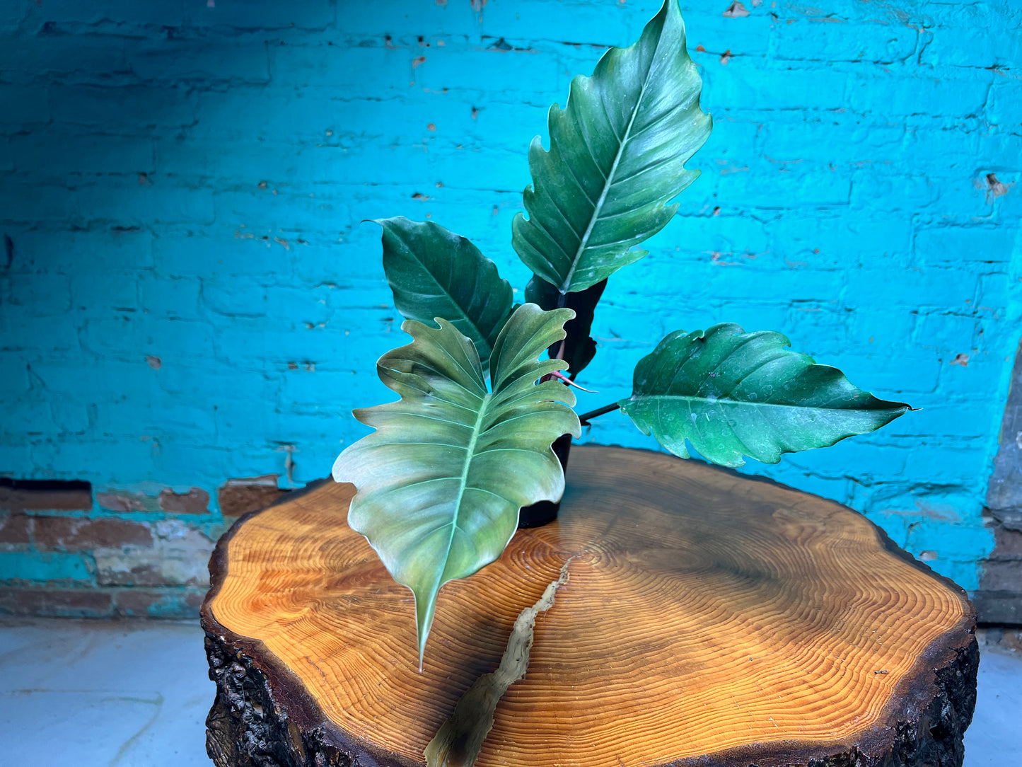 Philodendron Choco Empress 4”