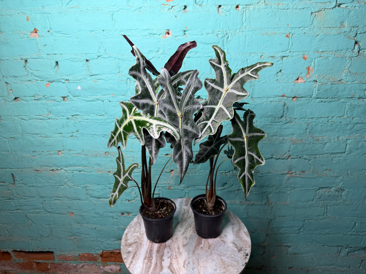 Alocasia Nobilis 4”