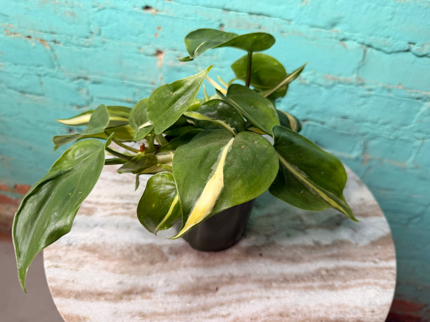 Philodendron Silver Stripe 4”