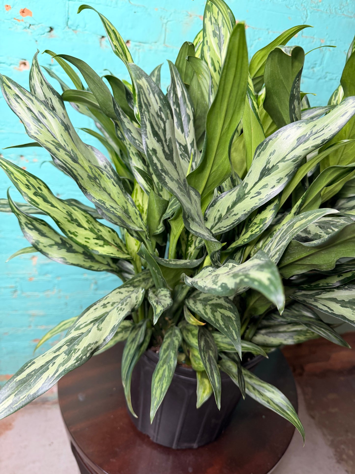 Aglaonema Maria 10”