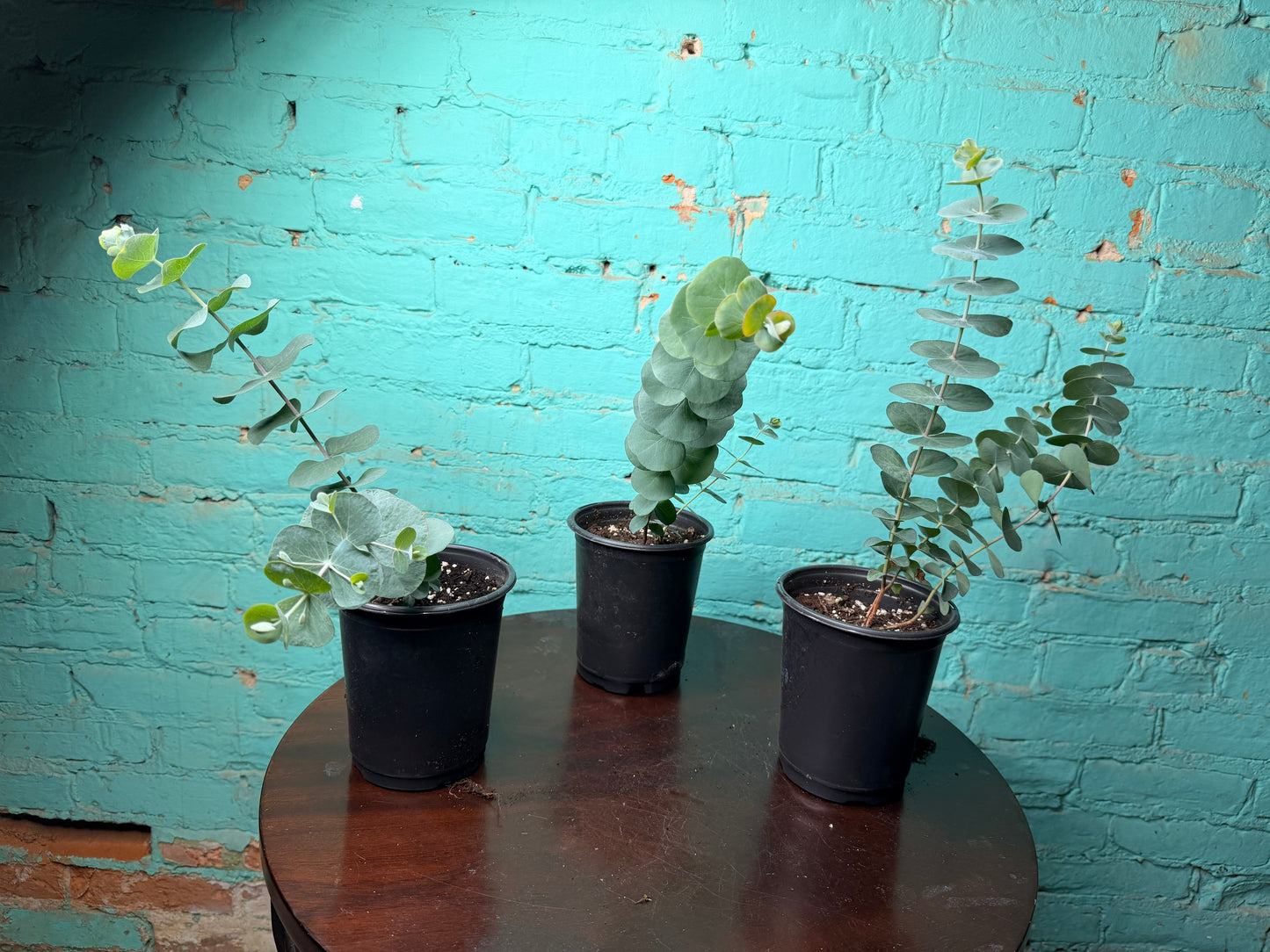 Eucalyptus Silver Dollar 4”