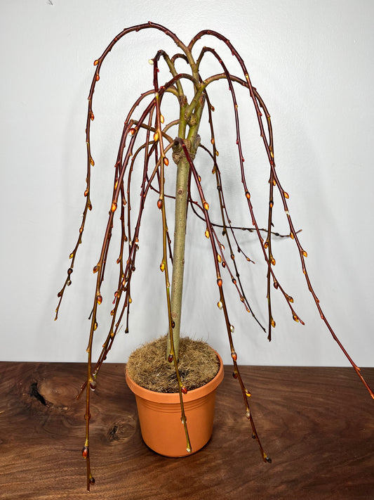 Weeping Pussy Willow