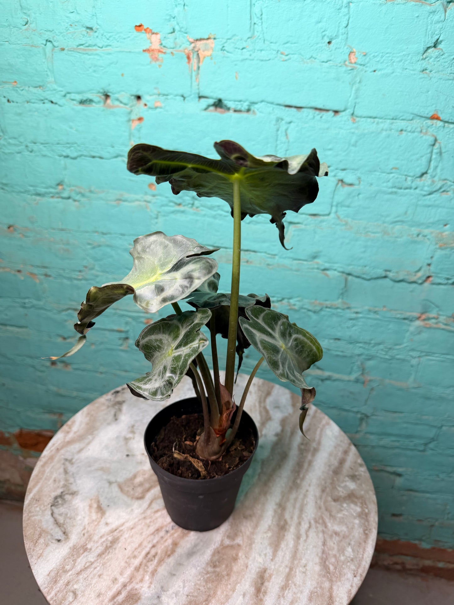 Alocasia Venom 4” (Non-TC)