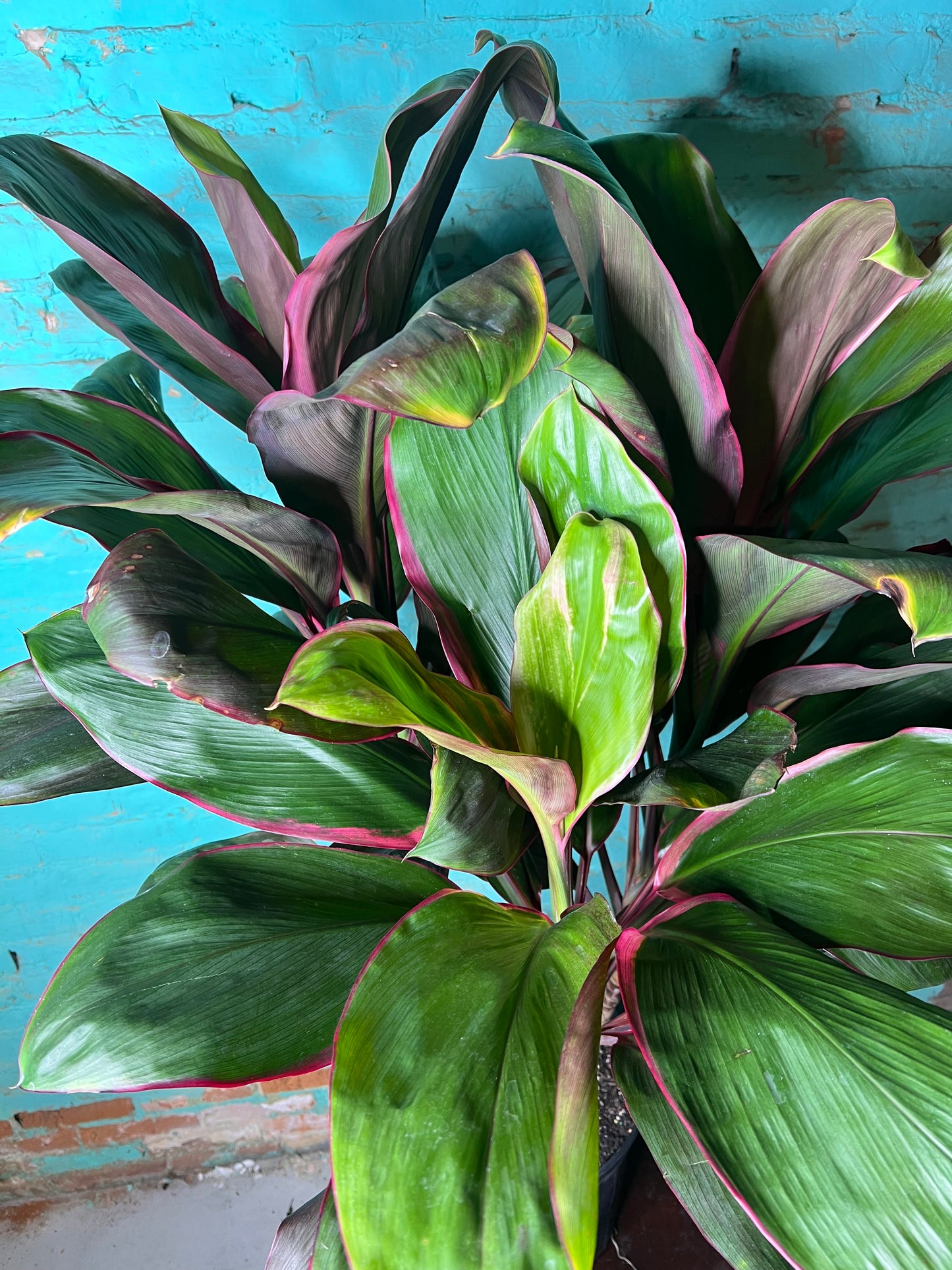 Cordyline Tropical Punch   “Ti Plant”