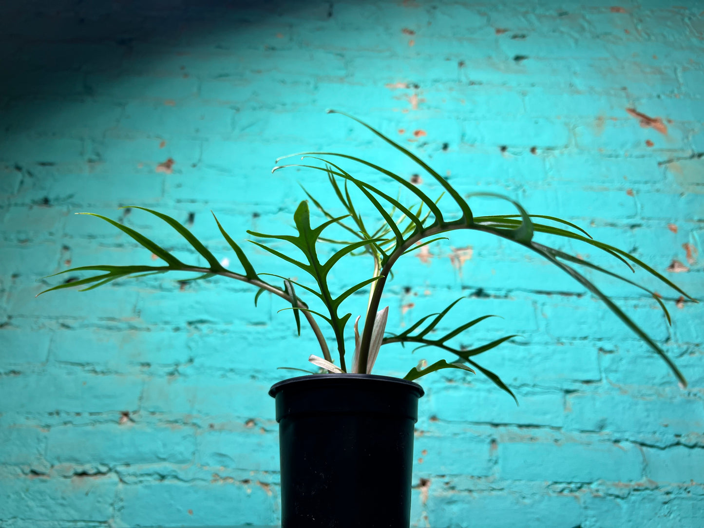 Philodendron Tortum 4”